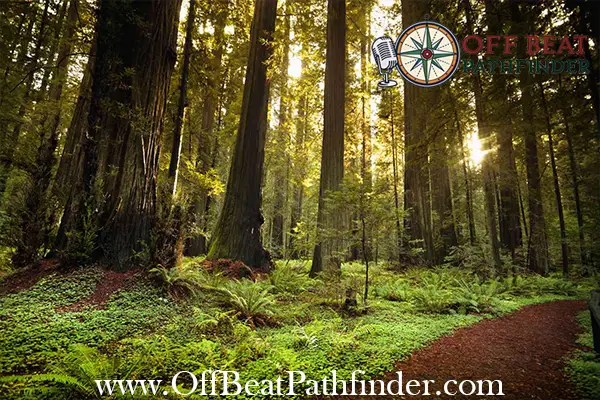 Towering redwood trees along Avenue of the Giants in Humboldt Redwoods State Park