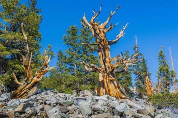 Ancient Bristlecone Pine Trees