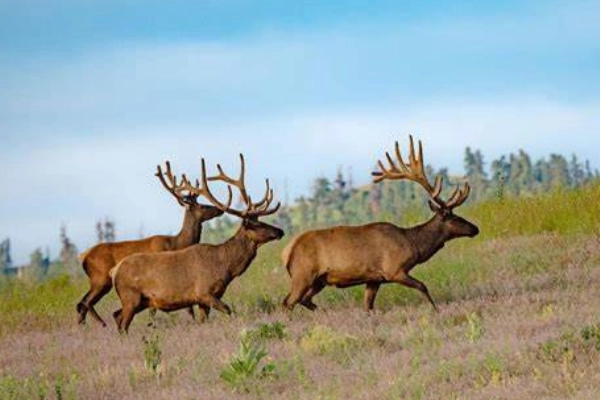 Wildlife tour in Flathead National Forest