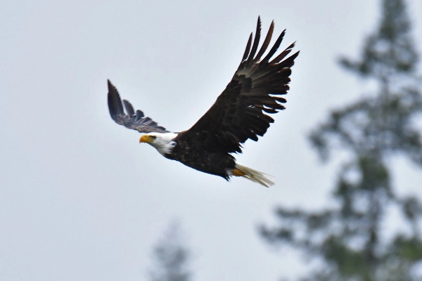 Skagit River bald eagle watching