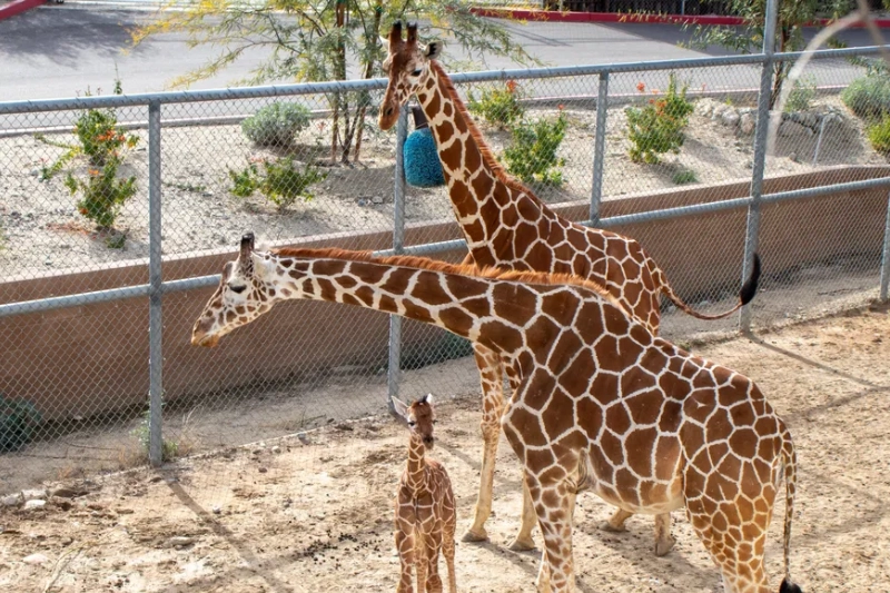 Explore Palm Springs, California