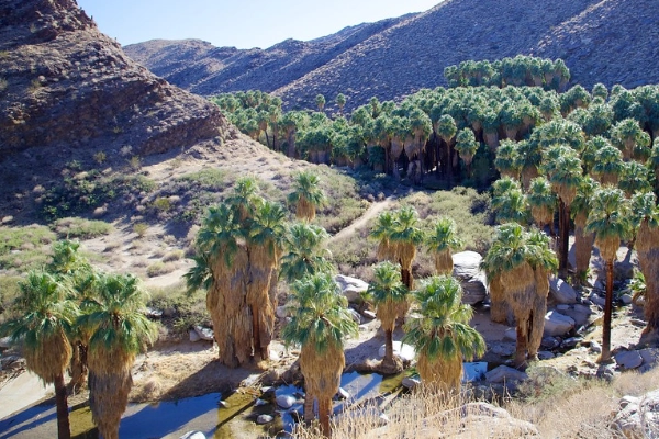 Indian Canyons, Palm Springs