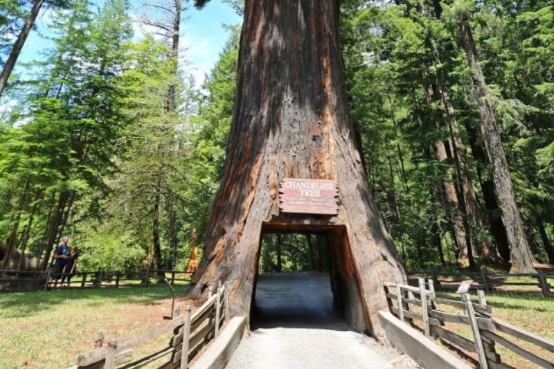Explore Redwood National and State Parks, California