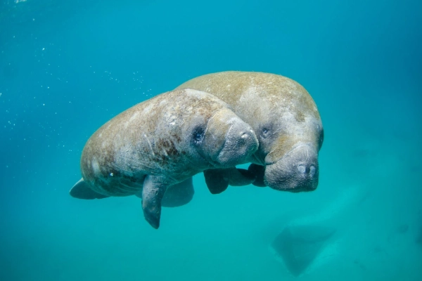 Manatee Viewing Center at Apollo Beach
