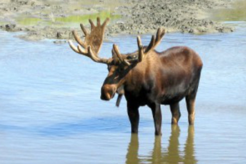 A scenic view of Anchorage, Alaska