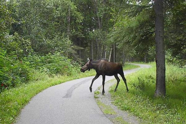The scenic Tony Knowles Coastal Trail with a view of Anchorage