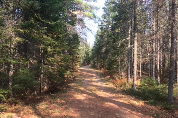 A boardwalk trail in the Bangor City Forest