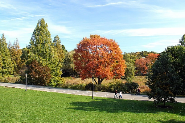 Blooming lilac trees at the Arnold Arboretum