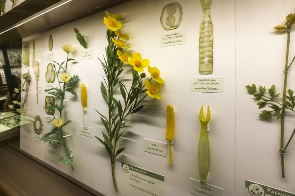 Intricate, lifelike glass flowers at the Harvard Museum of Natural History