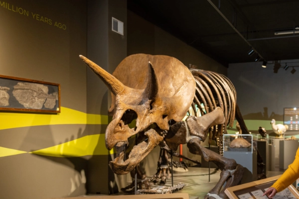 Quirky taxidermy dioramas at the Buffalo Museum of Science