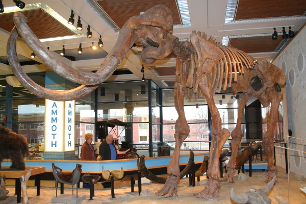 Pioneer taxidermy at the State Historical Museum of Iowa