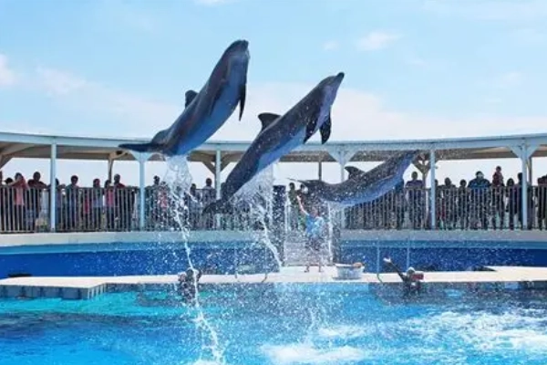 A dolphin show at the Gulfarium Marine Adventure Park