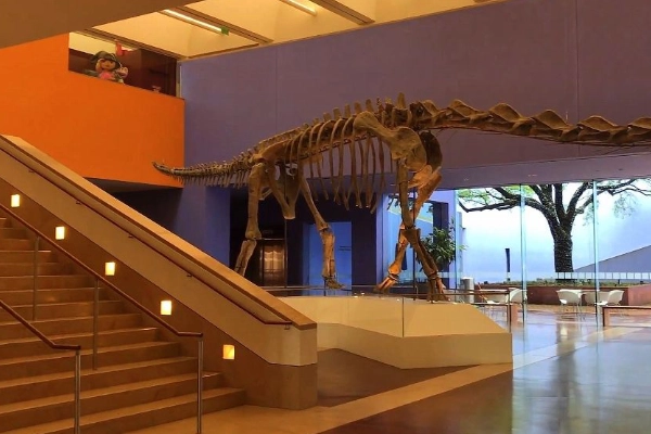 Dinosaur fossils at the Fort Worth Museum of Science and History