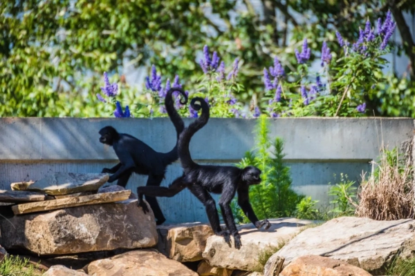 A lemur at the Alabama Gulf Coast Zoo