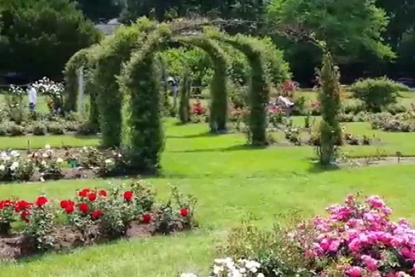 Blooming roses in the Elizabeth Park Rose Garden