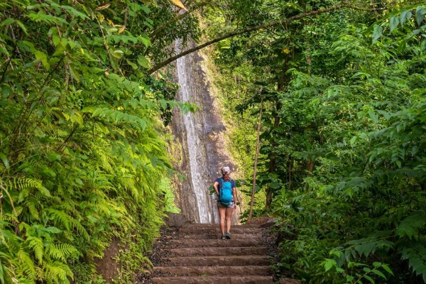 The lush rainforest and waterfall of the Manoa Falls Trail