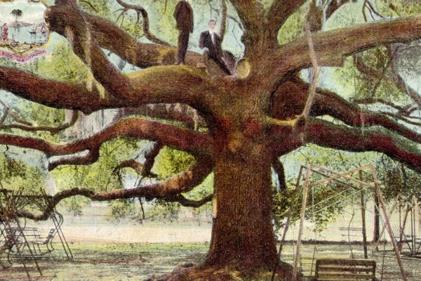 The massive, 250-year-old Treaty Oak in downtown Jacksonville