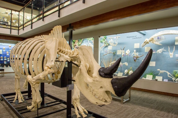 Skeletons on display at the Museum of Osteology