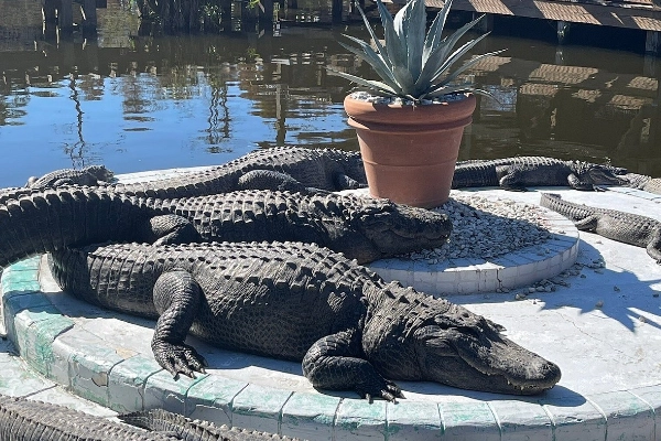 Alligators at Gatorland preserve