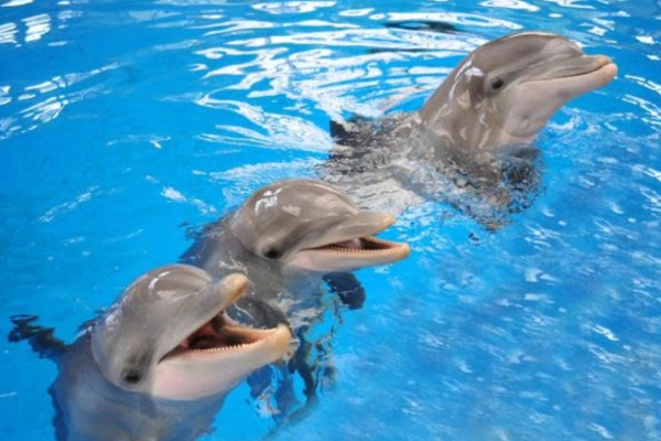A dolphin encounter at Gulf World Marine Park