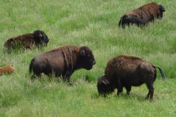 Bison roaming at Wildlife Prairie Park