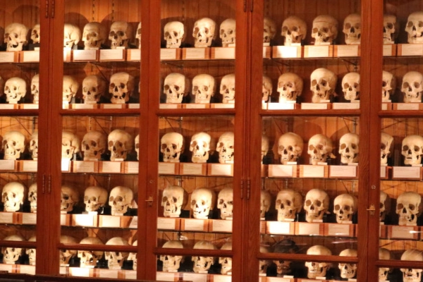 Medical oddities on display at the Mütter Museum
