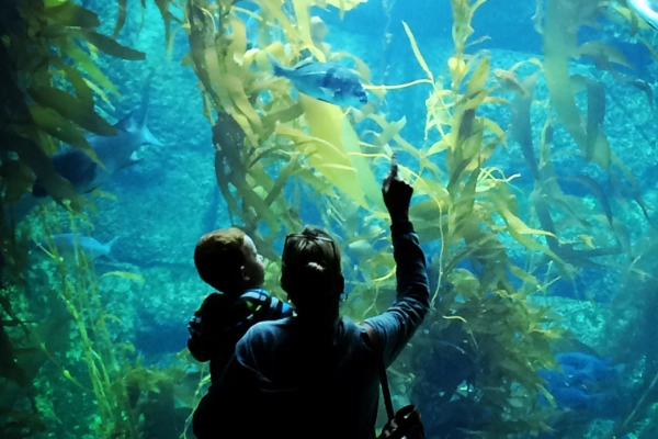 A glowing jellyfish exhibit at the Birch Aquarium at Scripps
