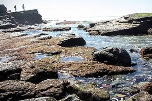Exploring the rocky tide pools at Cabrillo National Monument