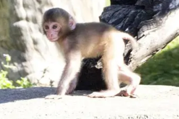 Quirky snow monkeys at the Great Plains Zoo