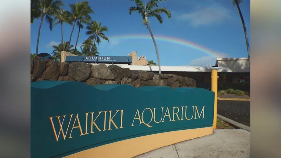 A quirky monk seal at the Waikiki Aquarium
