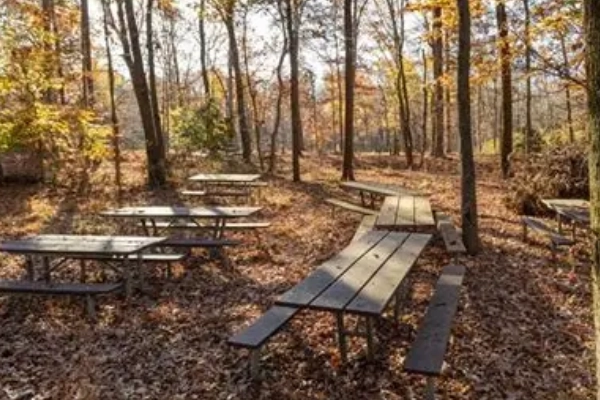 A wooded campsite at Greenbelt Park in Maryland
