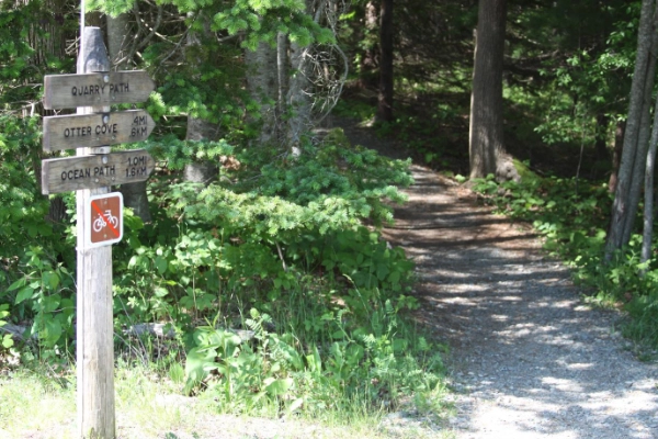 A forested campsite at Blackwoods Campground