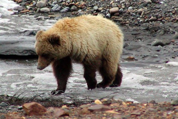 A grizzly bear walking along the wide, braided Toklat River bed
