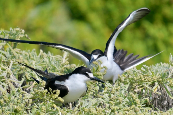 Thousands of sooty terns gathered on Bush Key for nesting season