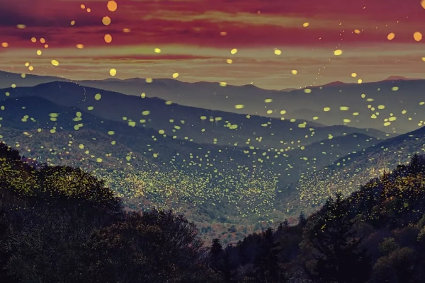 A forest lit up by thousands of synchronous fireflies at night