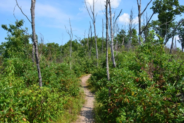 A sweeping view of the dunes and Lake Michigan from the Dune Ridge Trail