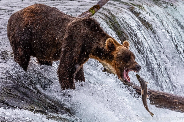 Massive brown bears catching salmon mid-air at Brooks Falls