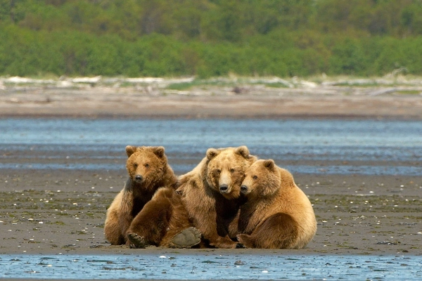 Brown bears in the stunning coastal meadows of Hallo Bay