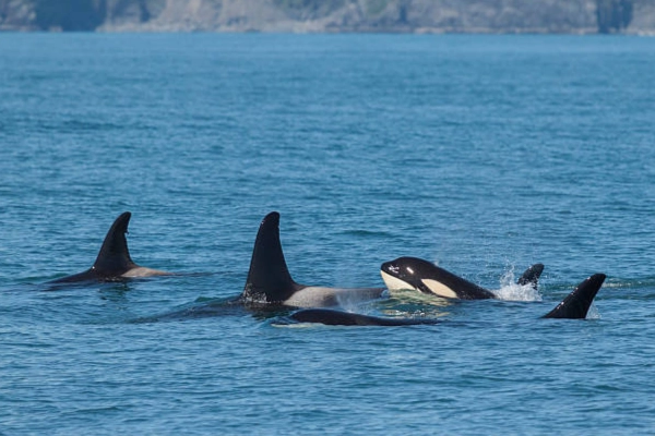 A pod of orcas swimming in Resurrection Bay with mountains in the background