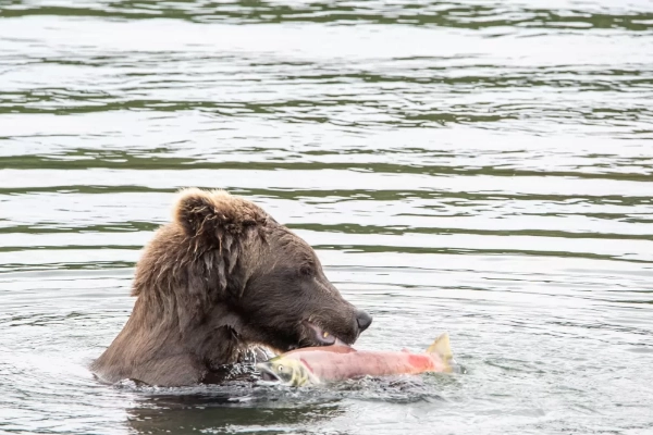 The remote, pristine waters of Kontrashibuna Lake with a bear nearby
