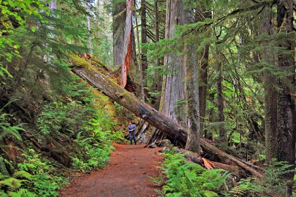 Hikers among the giant ancient Douglas firs in the Grove of the Patriarchs