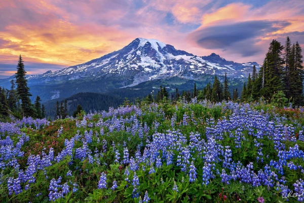 Vibrant wildflower meadows at Paradise with Mount Rainier in the background