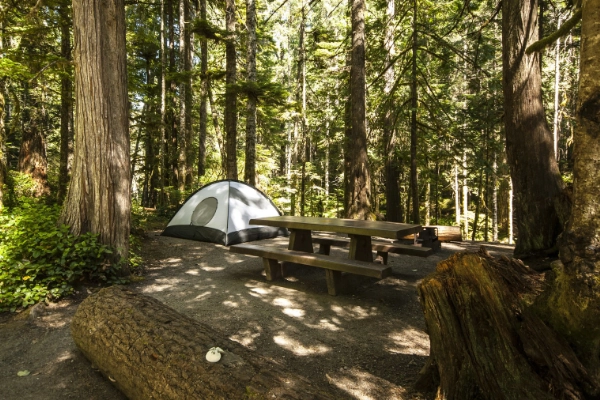 A tent set up in a campground with mossy trees