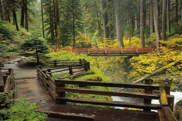 Lush, mossy trails of the Hoh Rainforest