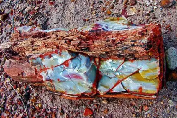 Fossils and colorful petrified logs on display in a museum