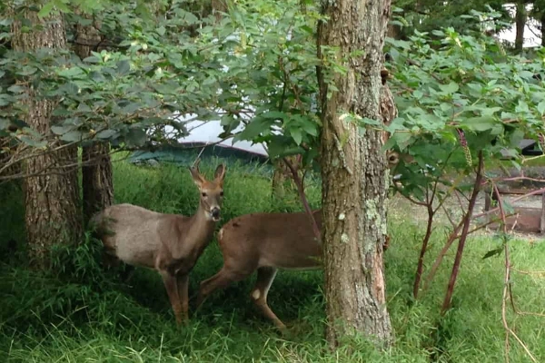 A tent set up in a campground with deer grazing nearby