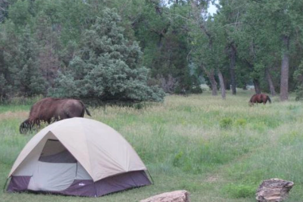A campsite inside the park with a bison grazing nearby