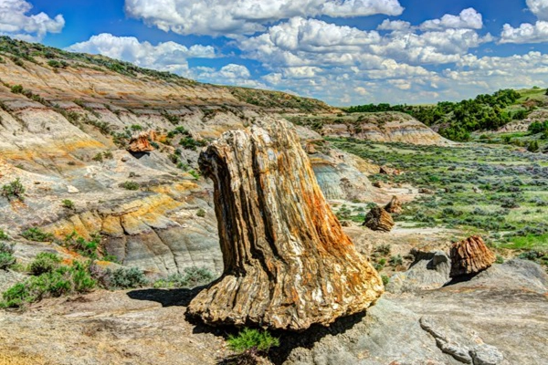 A hiking trail past giant fossilized trees in the badlands