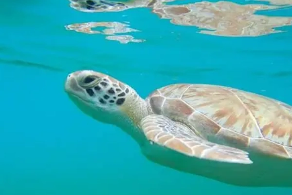 A stunning overlook of a turquoise bay where sea turtles can be seen