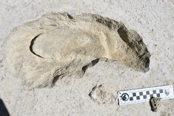 Fossilized animal tracks frozen into the white gypsum sand